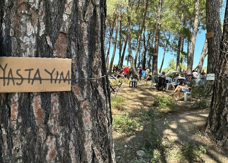 Bir ağacın gölgesine muhtaç olduğumuz gün