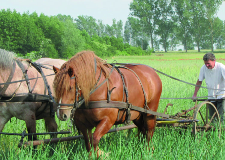 Bir ütopyanın izinde: Longo Maï