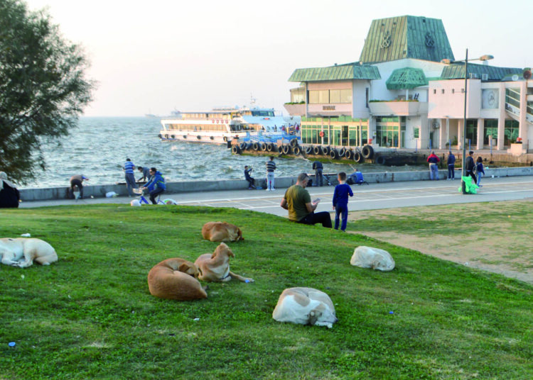 Türkiye’nin çetin sınavı: Sokak köpekleri