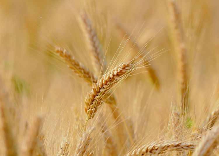 Önce tarımı bitirdiler