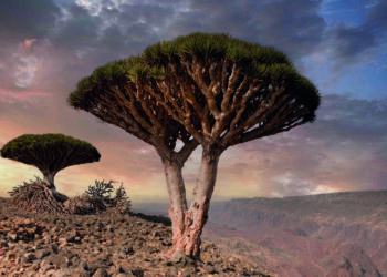 Yasak geçmişin tanığı: Ejderha ağacı