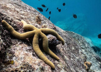 Hint Okyanusu’nda büyük yağma