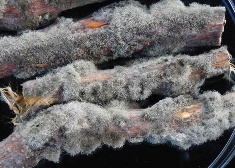 Yeni pandemi mantarlardan mı kaynaklanacak?