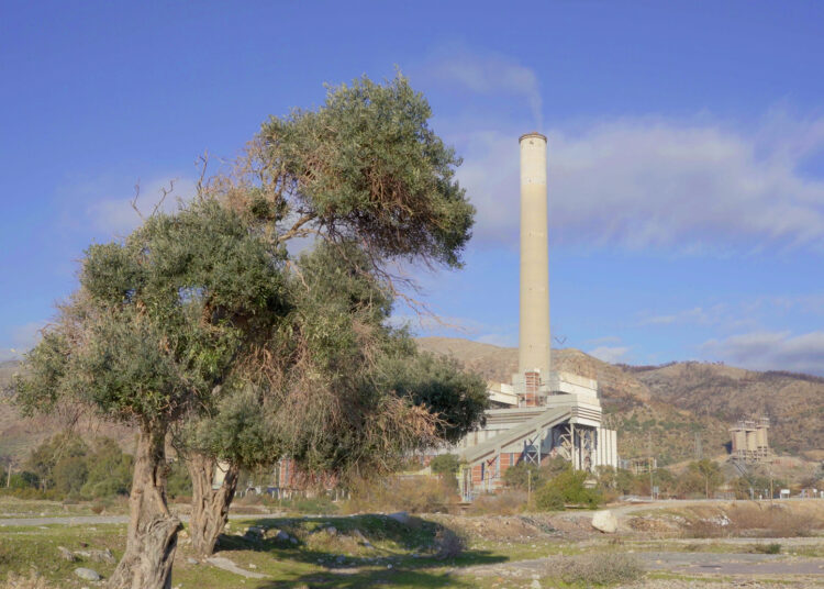 Gözümüz, kulağımız zeytinlerde