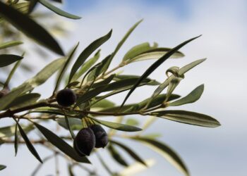 Sermayenin kalbine saplanan sosyalist