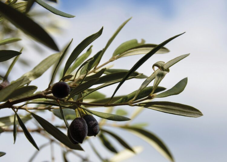 Sermayenin kalbine saplanan sosyalist